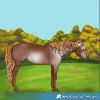 Horse Color:Gray Chestnut 