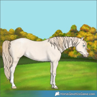 Horse Color:Buckskin Roan Pearl  and Perlino Roan 