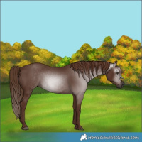Horse Color:Gray Chestnut 
