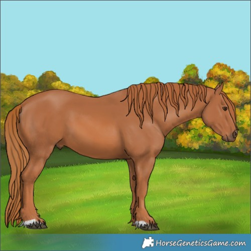 Horse Color:Chestnut 