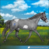 Horse Color:Black Frame Appaloosa Rabicano 