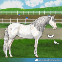 Horse Color:Silver Amber Champagne Pearl Dun Tobiano Appaloosa Rabicano  and Silver Amber Cream Champagne Pearl Dun Tobiano Appaloosa Rabicano 