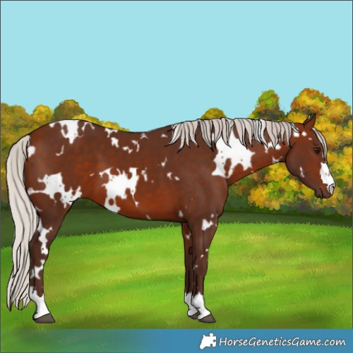Horse Color:White Spotted Silver Bay 