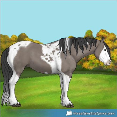 Horse Color:Grullo Splash Tobiano 