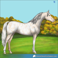 Horse Color:Silver Amber Champagne Pearl Dun Tobiano Appaloosa Rabicano and Silver Amber Champagne Pearl Dun Tobiano Appaloosa Rabicano