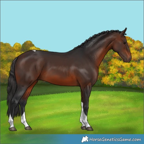 Horse Color:Brown Tobiano 
