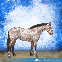 Horse Color:Bay Roan Sabino Rabicano  and Bay Roan Sabino Appaloosa Rabicano 