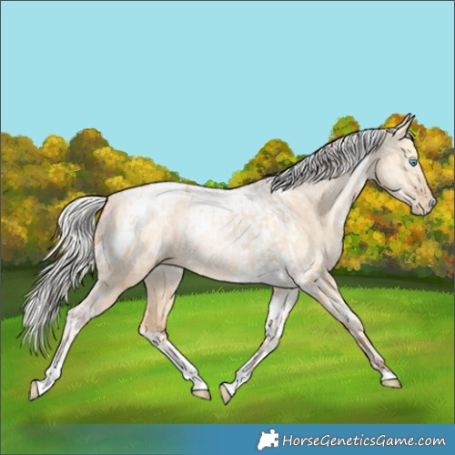 Horse Color:Silver Amber Champagne Pearl Dun Tobiano Appaloosa Rabicano  and Silver Amber Champagne Pearl Dun Tobiano Rabicano 
