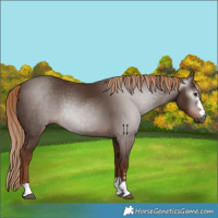 Horse Color:Gray Chestnut 