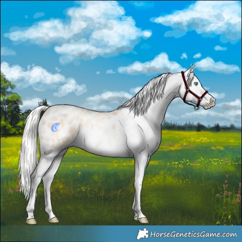 Horse Color:Silver Amber Champagne Pearl Dun Tobiano Appaloosa Rabicano  and Silver Amber Champagne Pearl Dun Tobiano Appaloosa Rabicano 