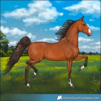 Horse Color:Bay 