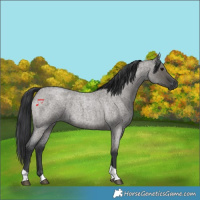 Horse Color:Grullo Roan Tobiano