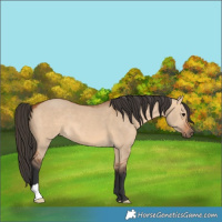 Horse Color:Bay Dun 
