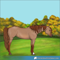 Horse Color:Red Dun 