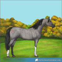Horse Color:Grullo Roan Tobiano 
