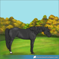 Horse Color:Black 