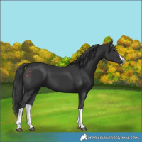 Horse Color:Black Splash