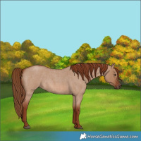 Horse Color:Red Dun Roan 