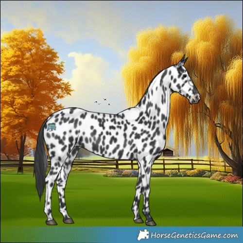 Horse Color:Black Appaloosa