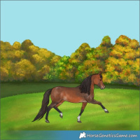 Horse Color:Bay Tobiano 