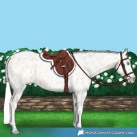 Horse Color:Silver Amber Champagne Pearl Dun Tobiano Near Leopard Rabicano and Silver Amber Champagne Pearl Dun Tobiano Near Leopard Rabicano