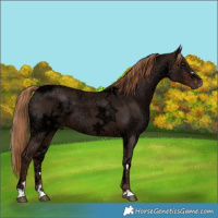 Horse Color:Liver Chestnut Ice 