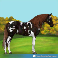 Horse Color:White Spotted Midnight Chestnut Ice Tobiano 