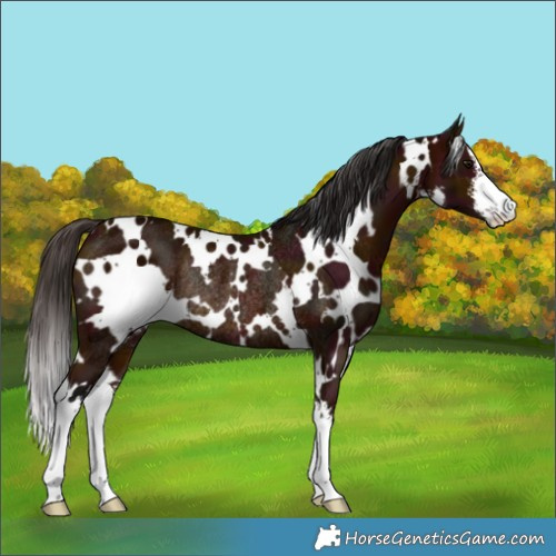 Horse Color:White Spotted Midnight Bay Rabicano 