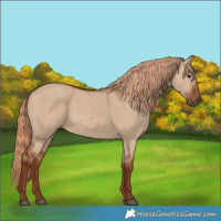 Horse Color:Red Dun 