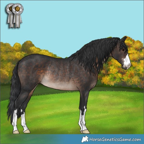 Horse Color:Brown Rabicano 