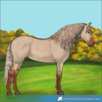 Horse Color:Red Dun 