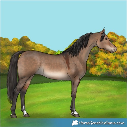 Horse Color:Bay Dun Rabicano 