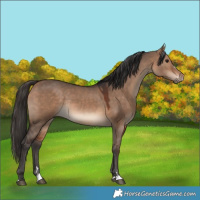 Horse Color:Bay Dun Rabicano 
