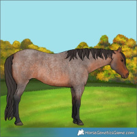 Horse Color:Bay Roan 