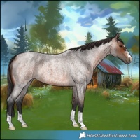 Horse Color:Brown Roan 