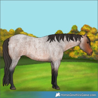 Horse Color:Bay Roan 