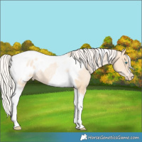 Horse Color:Silver Amber Champagne Pearl Dun Tobiano Appaloosa Rabicano  and Silver Amber Champagne Pearl Dun Tobiano Frame Appaloosa Rabicano 