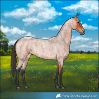 Horse Color:Bay Roan Rabicano 
