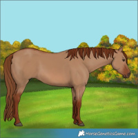 Horse Color:Red Dun 