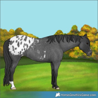 Horse Color:Blue Roan Blanket 