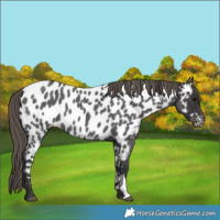 Horse Color:Smoky Blue Roan Near Leopard 