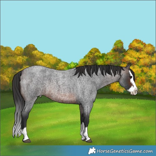 Horse Color:Brown Roan Splash Rabicano 