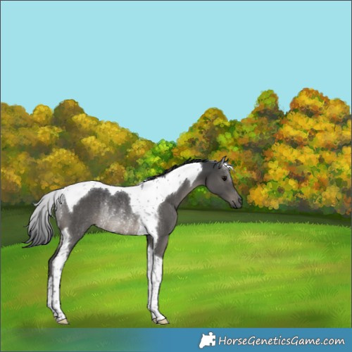 Horse Color:Grullo Tobiano Rabicano 