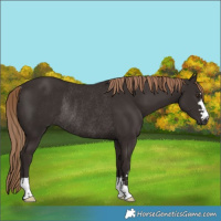 Horse Color:Liver Chestnut Rabicano 