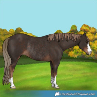 Horse Color:Liver Chestnut Rabicano 