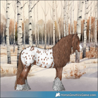 Horse Color:Chestnut Near Leopard 