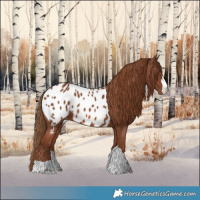 Horse Color:Chestnut Appaloosa