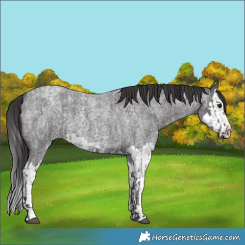 Horse Color:Smoky Blue Roan  and Smoky Blue Roan Splash 