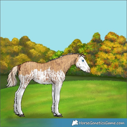 Horse Color:Red Dun Splash  and Palomino Dun Splash 