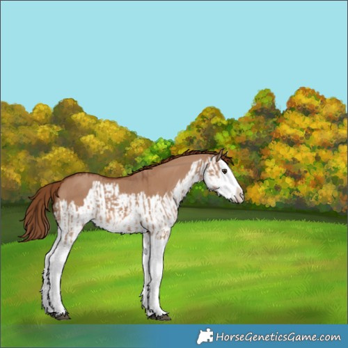Horse Color:Red Dun Splash  and Red Dun Splash 